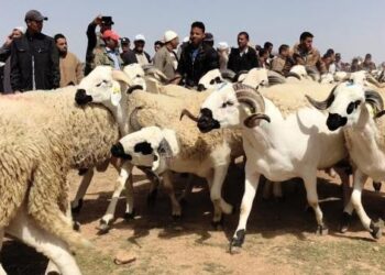 علي لطفي .. يدعو القطاع العام و الخاص لتعميم منحة عيد الأضحى لجميع الموظفين و العمال و المتقاعدين
