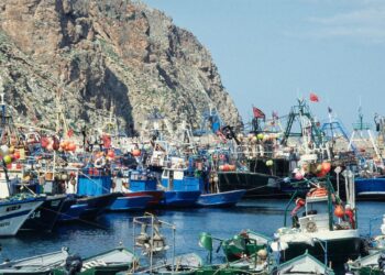 من المسؤول عن اختفاء السردين من موانئ الشمال ..  الطبيعة أم الإنسان ؟؟؟