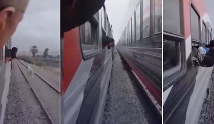 بالفيديو..  حصان ينجو بأعجوبة من بين قطارين وسط صراخ الركاب