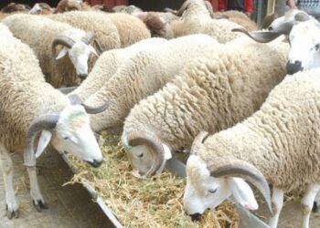 منصة عبر الأنترنيت ..  لبيع الأغنام والماعز