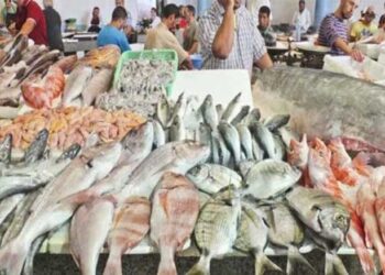 هل أتاكم حديث الأسماك الطائرة في المغرب؟