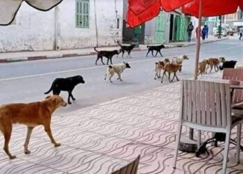 هكذا تقتل .. وهكذا تموت .. غدا ستسألون