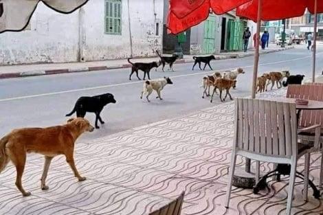 هكذا تقتل .. وهكذا تموت .. غدا ستسألون