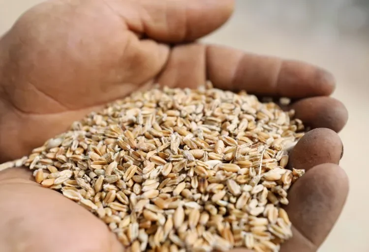 هذا هو ..  مقدار زكاة الفطر