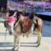  “كرنفال الحمير” .. يختتم مهرجانه  بحملة بيطرية ومسابقة الجمال وسباق السرعة