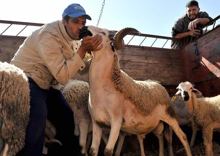 الاثنين 17 يونيو .. عيد الأضحى بالمغرب