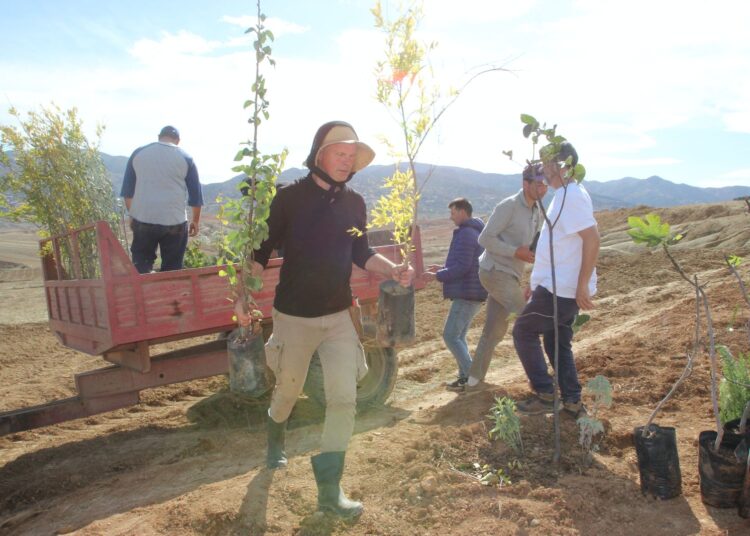 “غابات الطعام” على نمط الأجداد بمنطقة الريف 