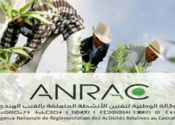 رهان المغرب على القنب الهندي .. التكوين وحده لا يكفي .. و الفلاح البسيط ينتظر دعما ماليا 
