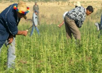 برنامج تكويني لتعزيز جودة القنب الهندي وتسويقه عالميًا