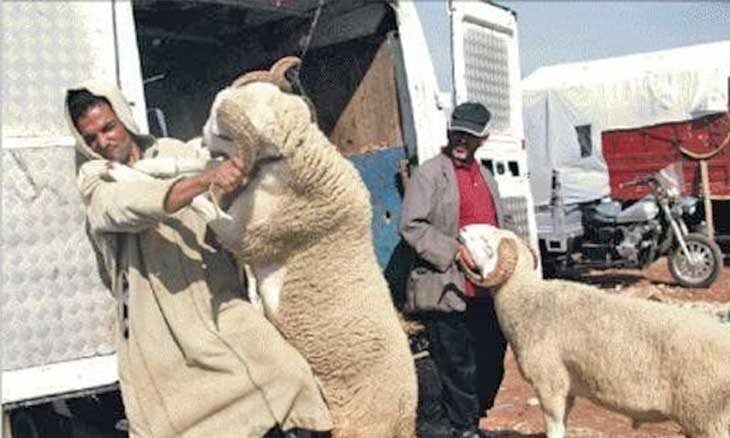 «درون» مغربية تحلّق فوق قناة جزائرية… وزعيم اشتراكي يتوسل بركات الزوايا!