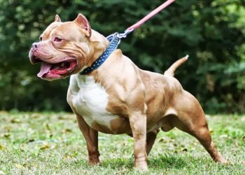 الجمعية المغربية لحماية الحيوانات تحذر من استغلال فاجعة طنجة للتحريض ضد الحيوانات وتدعو لتبني سياسات وقائية