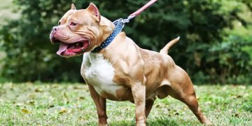 الجمعية المغربية لحماية الحيوانات تحذر من استغلال فاجعة طنجة للتحريض ضد الحيوانات وتدعو لتبني سياسات وقائية