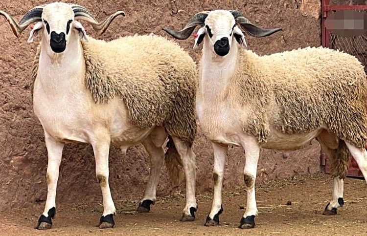 رسميا: عيد الأضحى بالمغرب يوم الأربعاء 27 ماي