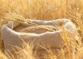 تدابير جمركية جديدة للقمح واللحوم والأغنام تدخل حيز التنفيذ بالمغرب